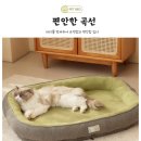 [광고]사계절용 펫쿠션 후기🐶 우리 아이가 제일 좋아한 꿀잠템!
