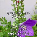 코로나 안걸리는 방법. 걸린사람 치유도 돼요 이미지