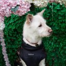 인생개컷 이미지