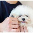 부산애견호텔 애견유치원 맘바이 부산북구점 이미지