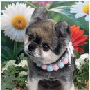 아리스타펫 이미지