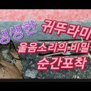 귀뚜라미 울음소리의 비밀??-----(날개를 비벼서 소리를 냅니다...이렇게) 이미지