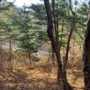 바다와 솔향기 이미지