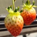 용인대 남양 태권도장 이미지