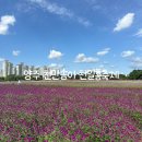 광사2천 | 양주 나리공원 천일홍 축제 애견동반 후기ㅣ주차 팁, 개화상태,나리쿠폰 사용처 추천