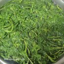 쑥과의 한판 승부! 야간 주방 근무🌿🖐 🌙🔥 #쑥 #주방 #야근#쑥개떡 이미지