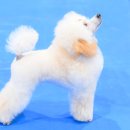 도그아트 이미지