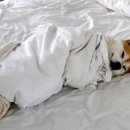 이불고기 이미지