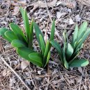 봄에새싹 이미지