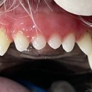 강남예치과동물병원 이미지