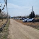 골체오름 | 제주동부 숨은 벚꽃 명소, 벚꽃동산, 벚꽃 오름 '골체오름' 벚꽃놀이 후기~!(feat. 골체오름 가는 법)