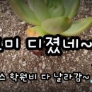 장마시즌 이것저것~ 창, 코노피튬, 파종, 복랑금, 열화현상 이미지