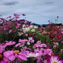 흔들리며 피는 꽃 이미지