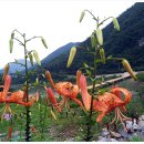 백일홍 민박집 이미지