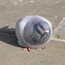 비둘기공원1 이미지