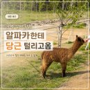 용목장 | [가평]양떼목장 다녀온 후기, 알파카가 너무 귀여웠던 곳!