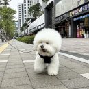 털로덮인친구들 수원매교점 이미지