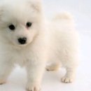 귀여운강아지 이미지