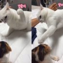 냥냥펀치 이미지