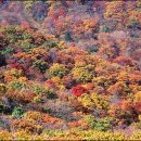 진동산채민박 Daum카페
