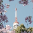 순간을 머금은 벚꽃 여행: 세계 30곳 &amp; 개화 시기 가이드