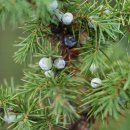 노간주나무 Juniperus rigida Siebold & Zucc. 종 이미지