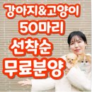 구미고양이카페분양제이캣 | 구미고양이분양 문제없는 테디럽