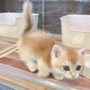 대전고양이분양 비비냥 | 대전고양이가정분양 직접 다녀온 솔직 후기, 건강과 신뢰를 모두 잡은 선택