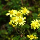 하예동-13 이미지