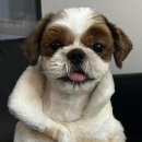 25시 종합동물병원 | 송도 강아지 건강검진 고민 끝! 호랑이동물병원 솔직 후기 (두두 종합검진)