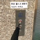 폭우로 대거 출몰한 강남역 바퀴벌레..twt (바선생 영상 바로나옴주의) 이미지