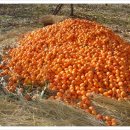 청도양조 이미지