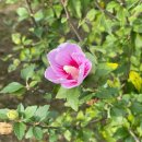 해미읍성 | 아이랑 함께 주말 나들이 추천 서산 해미읍성 후기