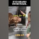 입양되고 싶어서 노력하는 강아지 이미지