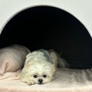 댕구르댕 이미지