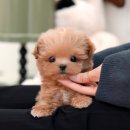 미유펫 강아지애견미용 이미지