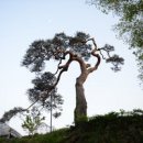 수포대(상) 이미지