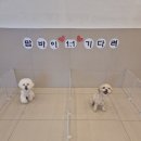 부산애견호텔 강아지 유치원 맘바이 서면본점 이미지