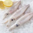 한치로1 이미지