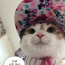룰루랄라 네이버블로그