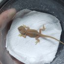 알비노랩 이미지