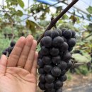 박흥수농장 이미지