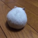 동글동글 이미지