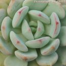 다육세상 이미지