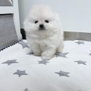 도그프렌즈 이미지