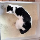 아끼 | 아끼묘 카사바 고양이 모래 후기 | 굵은 입자 | 일반 입자 | 카사바 모래 | 고양이 화장실 | 내돈내산