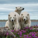 내셔널지오그래픽 캐나다 북극해제도 북극곰의 하루 이미지