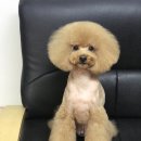 시저독