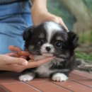 세세 | 울산애견분양 솔직후기 세세하게 알려드려요