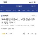 [뉴스보도] 까마귀 공격 = 조류인플루엔자 예고용 이미지